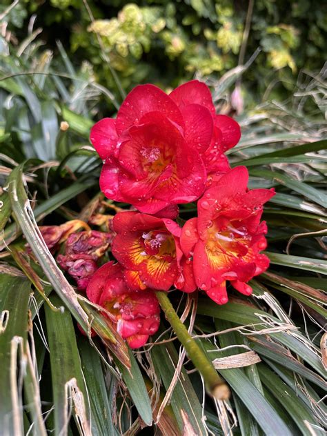 Freesias smell like Fruit Loops : r/BotanicalPorn - what is the smell of freesia