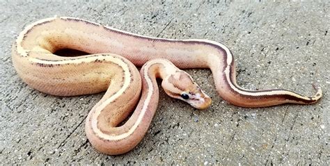 Image result for Leopard Puma Ball Python