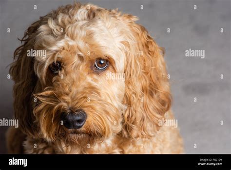 Image result for Golden Cockapoo