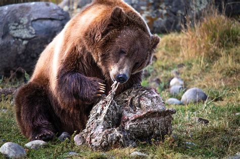 What Do Grizzly Bears Eat? | Outdoor Life