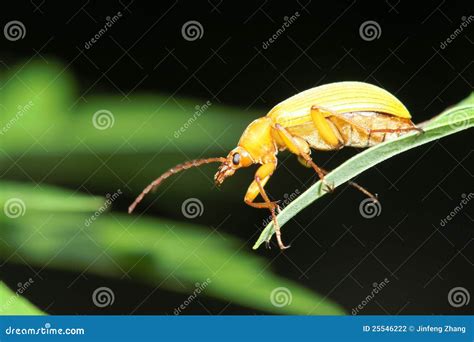 Yellow Beetle With Black Spots Royalty-Free Stock Photography | CartoonDealer.com #31855697