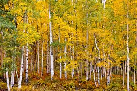 Southwest Colorado Fall Aspen Trees Fine Art Photo Print | Joseph C ...