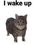 Image result for X Mod Y Python