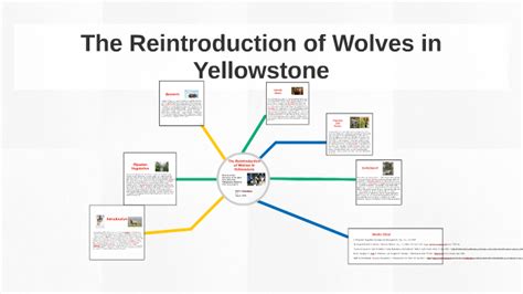 Image result for How Reintroducing Wolves Changed Yellowstone
