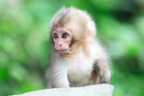 Cute Monkey Wallpapers (47+ images)