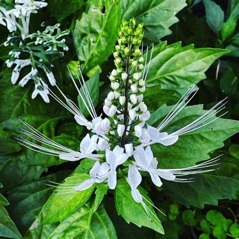 Cat Whiskers Plant Care: How To Grow Orthosiphon Aristatus Tips