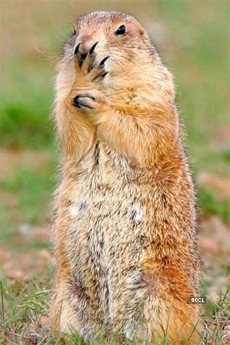 Horribly funny pics of animals Pics | Horribly funny pics of animals ...