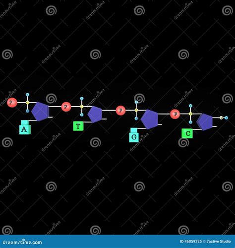Polynucleotide chain stock illustration. Illustration of pairs - 46059225