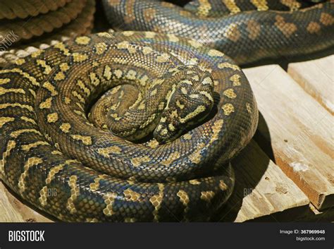 Pythonidae 的图像结果