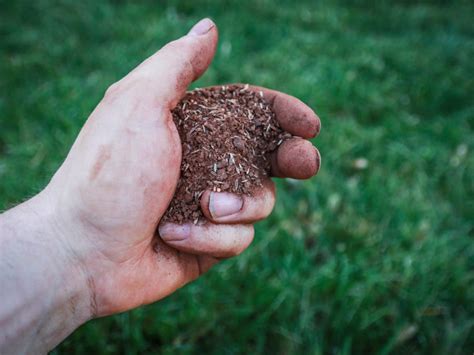 Can You Use Compost For Overseeding? - Gardening Guru