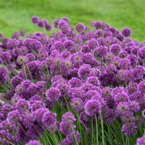 Ornamental Onion 'Lavender Bubbles' - Allium 'Lavender Bubbles'