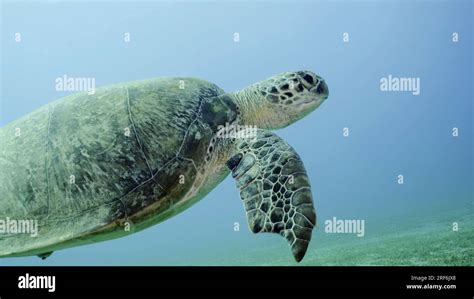 Snapping Turtle Bite 的图像结果