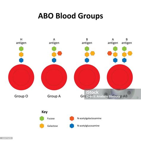 Abo Blood Groups Stock Illustration - Download Image Now - Blood Group ...