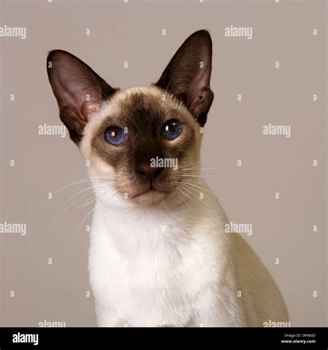 Seal point siamese cat hi-res stock photography and images - Alamy