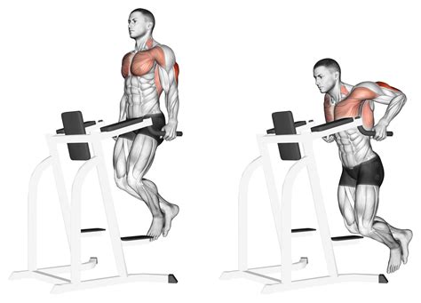 Dips (Chest and Triceps): Benefits, Muscles Worked, and More - Inspire US