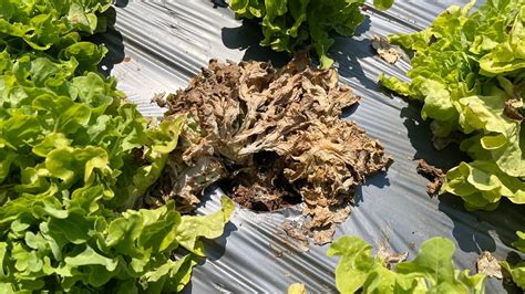 Image result for Tree Crown Rot