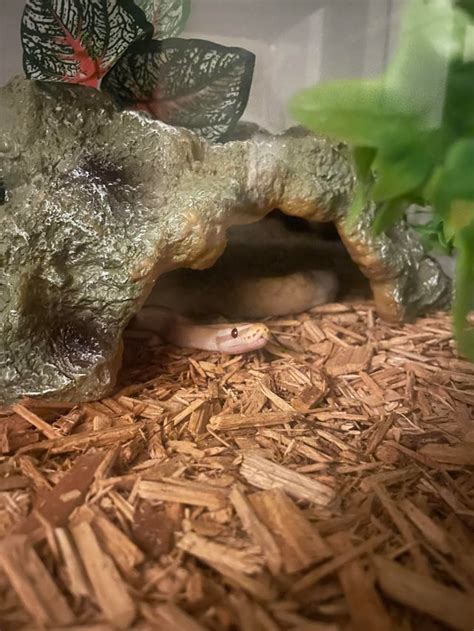 Image result for Ball Python Scared