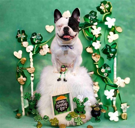 French Bulldog Skull | Unique Structure Of Cute French Bulldog Heads ...