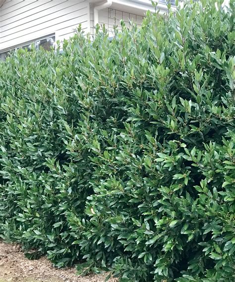 Bay Leaf Hedge for Home Landscaping