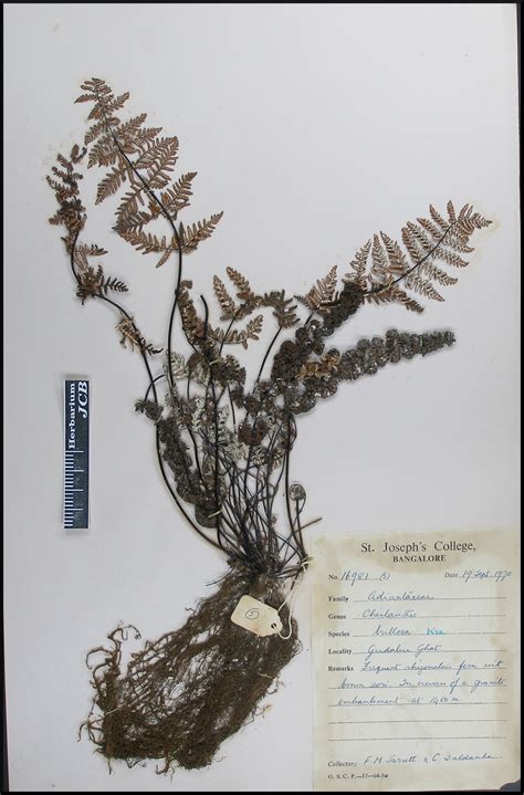 Herbarium JCB