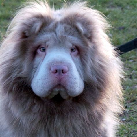 All About the Bear Coat Shar-Pei - Wag Pet Boutique