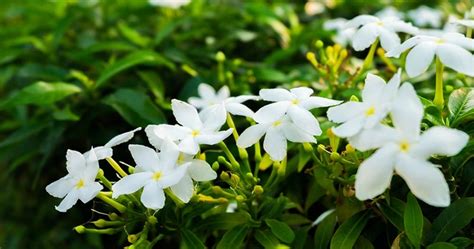 Online Plants Cart - How to Growing and Caring for Jasmine Flowers