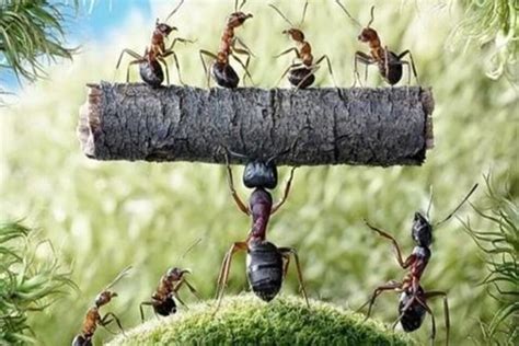 蚂蚁合作,蚂蚁是怎样合作的,关于蚂蚁的励志金句_大山谷图库