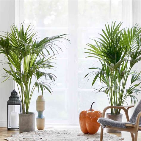 Tall Indoor Floor Plants to Make a Statement