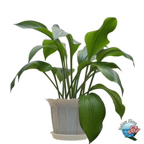 Indoor Green Plant | Italian Flora