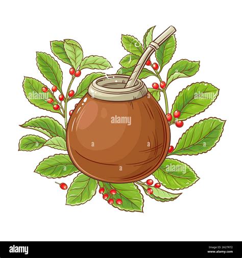 mate tea vector illustration Stock Photo - Alamy