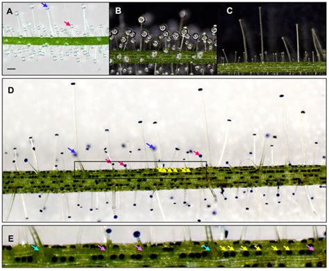 Sessile Trichomes Play Major Roles in Prey Digestion and Absorption ...