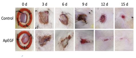Can Insects Heal Themselves And Their Wounds Naturally