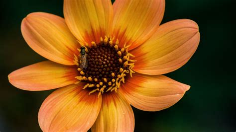 Wallpaper flower, bloom, plant, insect hd, picture, image