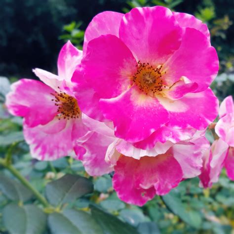 Pelvic Rehabilitation - Mid-Carolina OB/GYN