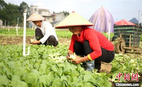 广西柳州万亩蔬菜丰收 菜农忙采摘_新闻频道__中国青年网