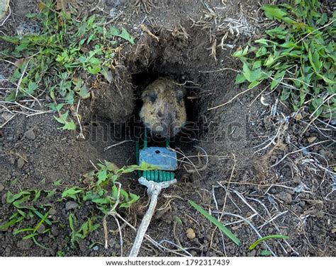 Image result for Gopher Traps