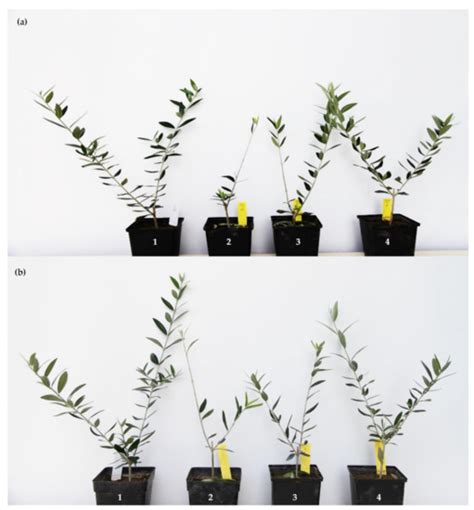 Antifungal Activity of Propyl-Propane-Thiosulfinate (PTS) and Propyl ...