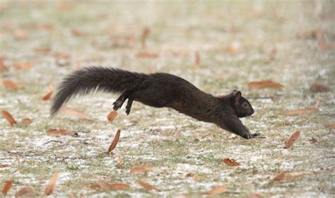 Black Squirrel Life Span