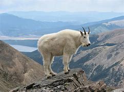mountain goat 的图像结果