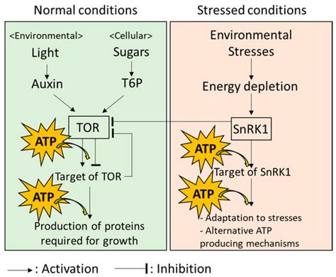 Image result for Biomimetics Examples