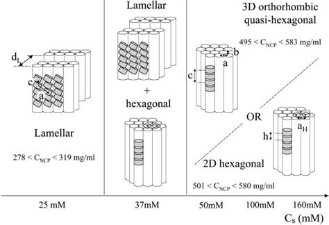 X-Ray Diffraction Characterization of the Dense Phases Formed by Nucleosome Core Particles ...