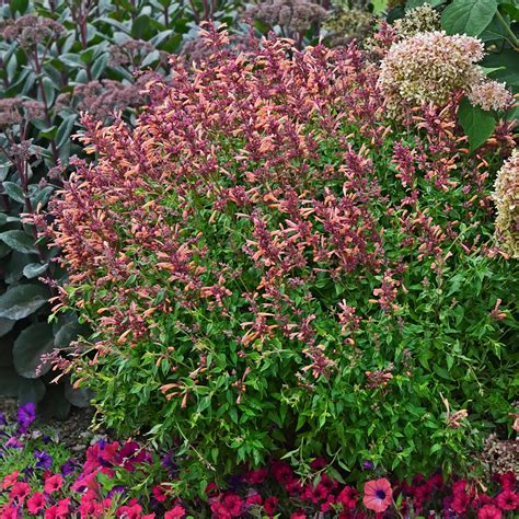 3-Pack Live Agastache 'Peachie Keen' Anise Hyssop Perennials. Stunning ...