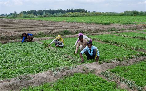 Diversity in Urban Farming of Delhi: Who, What and Where - People's Resource Centre