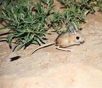 Image result for Pygmy Jerboa Baby