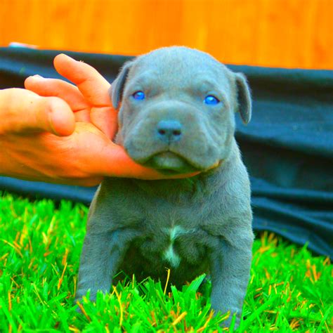 Brown And White Pitbull With Blue Eyes, Pin su puppies : White pit bull ...