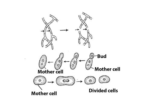 Image result for Fungi Reproduction