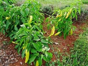 WILLVINE Rare Hybrid Banana Pepper (Yellow Wax Pepper,Banana Chilli ...