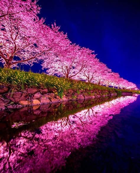 Cherry blossom night : r/pics