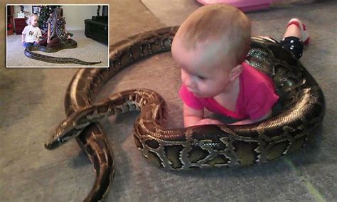 Python Eats Human Baby 的图像结果