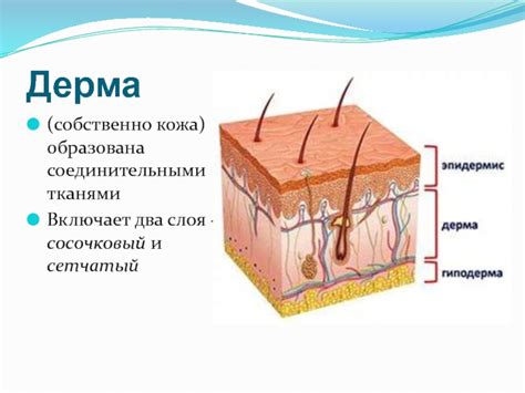 Кожа и ее производные